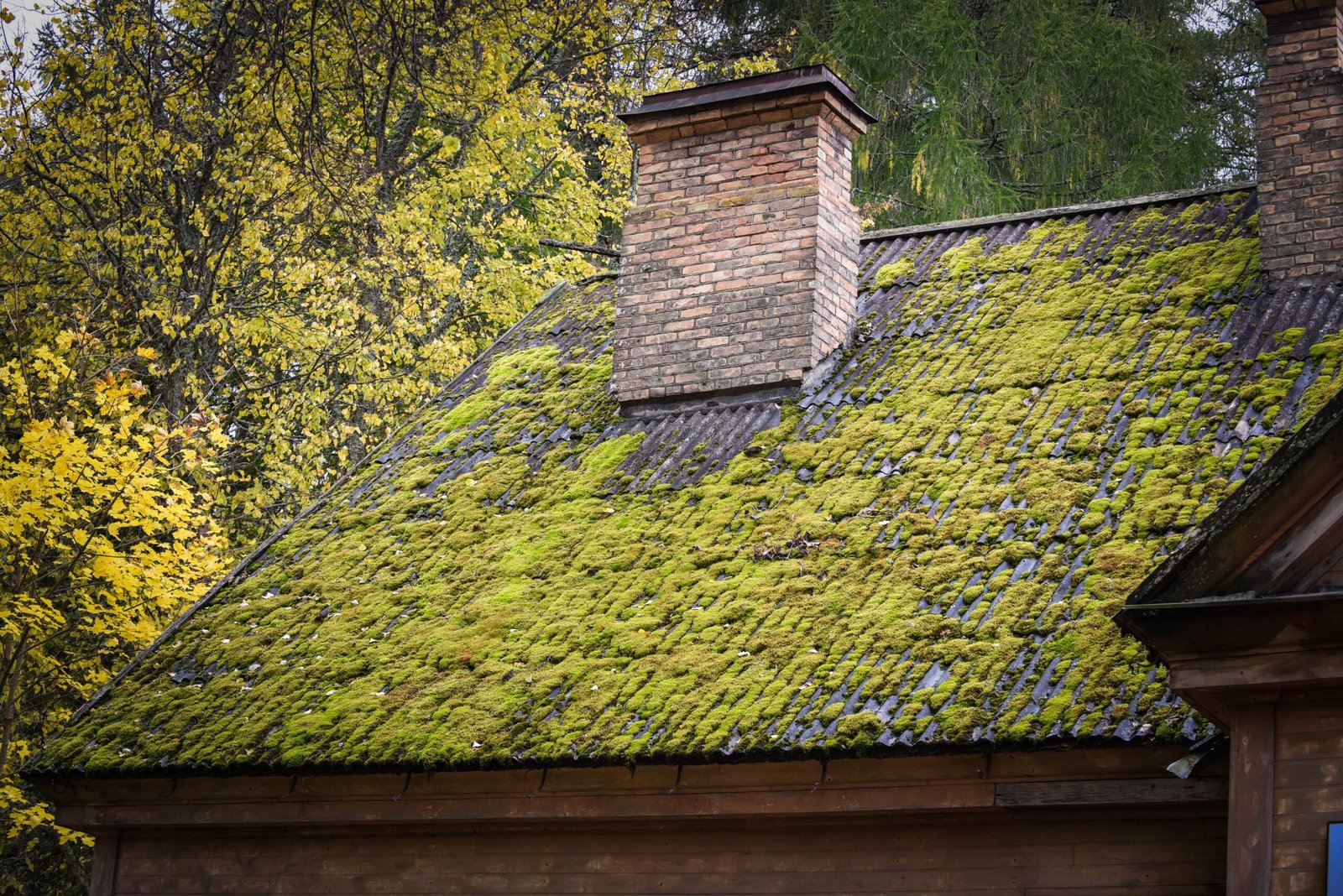Before roof cleaning showing heavy moss growth on tiled roof near chimney